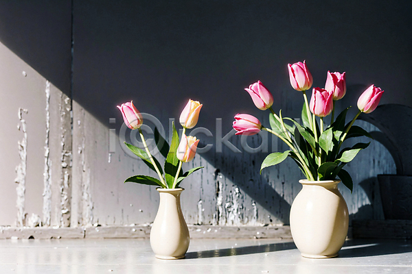 사람없음 JPG 포토 그림자 꽃병 벽 분홍색 빛 스튜디오촬영 실내 튤립