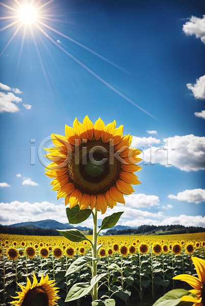 사람없음 JPG 포토 구름(자연) 꽃밭 야외 여름(계절) 주간 풍경(경치) 하늘 해바라기 햇빛