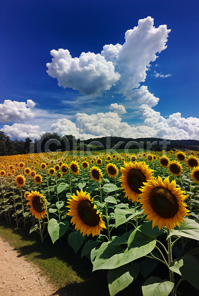 사람없음 JPG 포토 구름(자연) 꽃밭 야외 여름(계절) 입막음 주간 풍경(경치) 하늘 해바라기