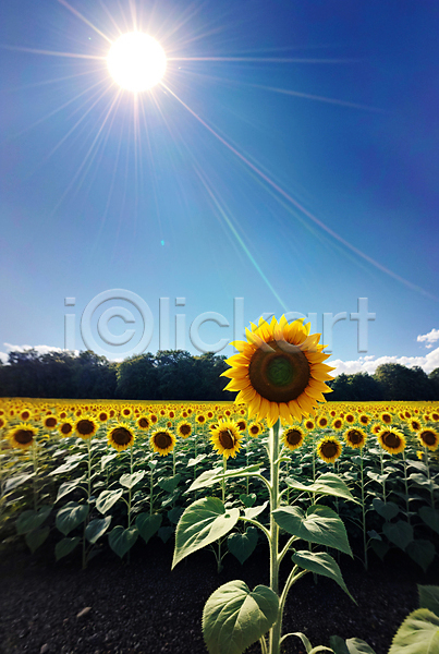 사람없음 JPG 포토 꽃밭 야외 여름(계절) 주간 풍경(경치) 하늘 해바라기 햇빛