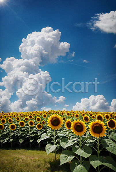 사람없음 JPG 포토 구름(자연) 꽃밭 맑음 뭉게구름 야외 여름(계절) 주간 풍경(경치) 하늘 해바라기