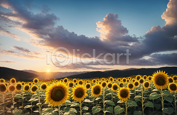 사람없음 JPG 포토 구름(자연) 꽃밭 야외 여름(계절) 일몰 주간 풍경(경치) 하늘 해바라기 햇빛