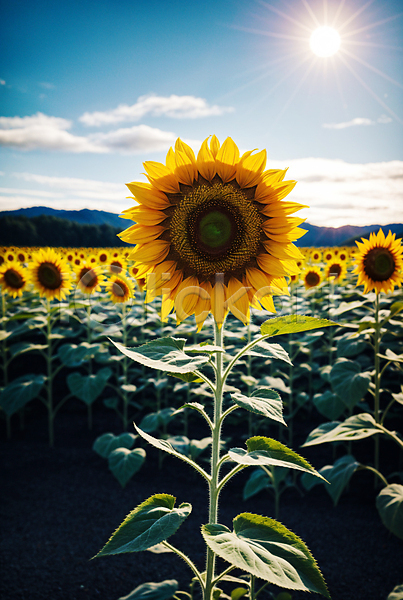 사람없음 JPG 아웃포커스 포토 구름(자연) 꽃밭 야외 여름(계절) 주간 태양 풍경(경치) 하늘 해바라기 햇빛