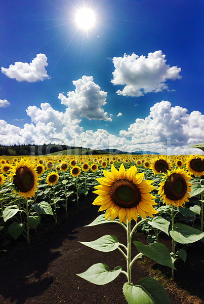 사람없음 JPG 포토 구름(자연) 꽃밭 맑음 야외 여름(계절) 주간 태양 풍경(경치) 하늘 해바라기 햇빛
