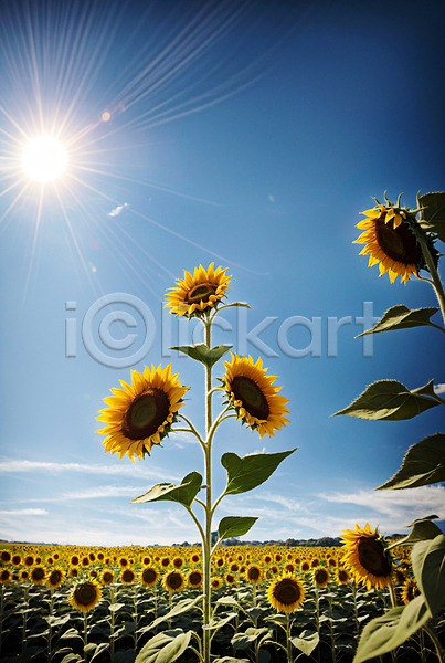 사람없음 JPG 포토 구름(자연) 꽃밭 맑음 야외 여름(계절) 주간 태양 풍경(경치) 하늘 해바라기 햇빛