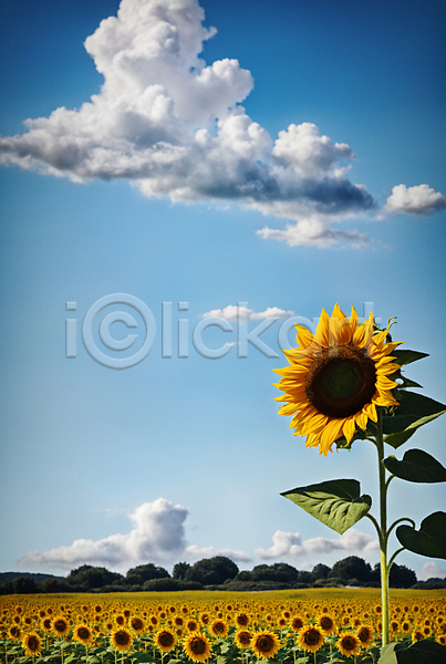 사람없음 JPG 포토 구름(자연) 꽃밭 맑음 야외 여름(계절) 주간 풍경(경치) 하늘 해바라기