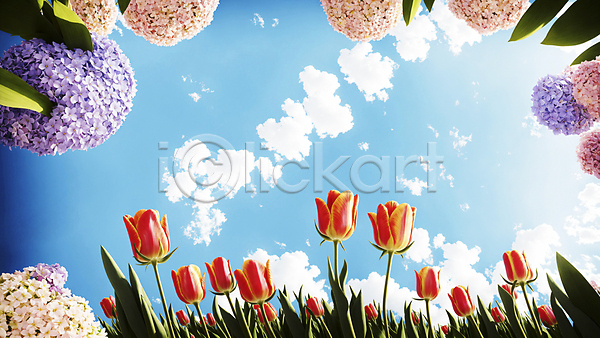 화려 사람없음 JPG 디지털합성 편집이미지 구름(자연) 꽃밭 백그라운드 수국 자연 튤립 풍경(경치) 프레임 하늘