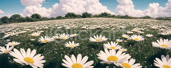 사람없음 JPG 디지털합성 편집이미지 포토 구름(자연) 꽃밭 나무 데이지 맑음 와이드앵글 자연 주간 초원(자연) 편집소스 풍경(경치) 하늘