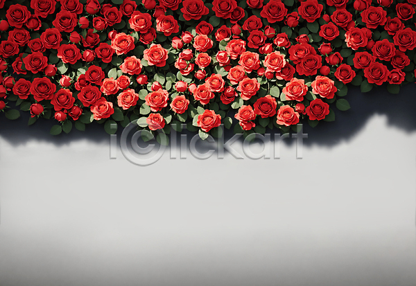 사람없음 JPG 포토 그림자 백그라운드 빨간색 여러송이 잎 장미 카피스페이스