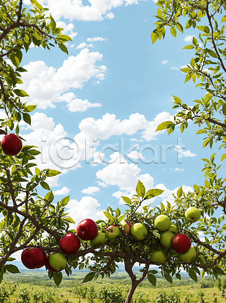사람없음 JPG 편집이미지 구름(자연) 사과 사과나무 야외 잎 주간 풋사과 풍경(경치) 프레임 하늘