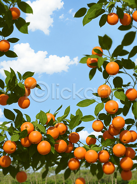 사람없음 JPG 편집이미지 구름(자연) 야외 오렌지 오렌지나무 잎 주간 풍경(경치) 프레임 하늘