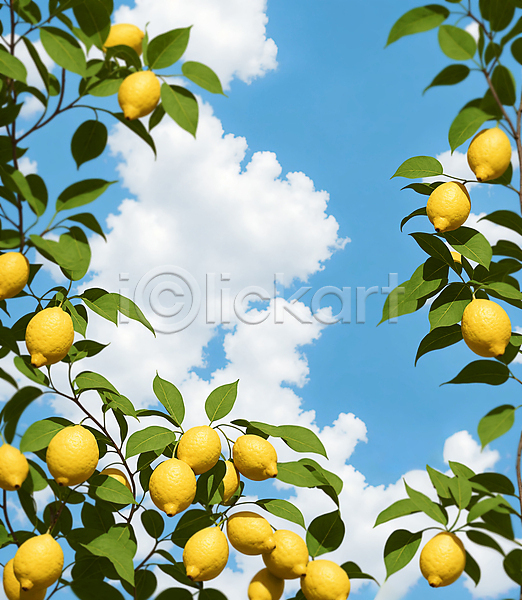 사람없음 JPG 편집이미지 구름(자연) 레몬 레몬나무 야외 잎 주간 풍경(경치) 프레임 하늘
