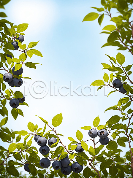 사람없음 JPG 편집이미지 구름(자연) 나무 블루베리 야외 잎 주간 풍경(경치) 프레임 하늘