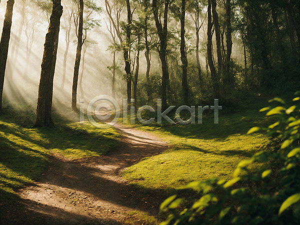 사람없음 JPG 편집이미지 길 나무 숲 숲길 야외 이끼 자연 주간 초록색 풍경(경치) 햇빛
