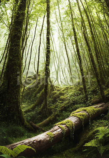 사람없음 JPG 편집이미지 길 나무 숲 숲길 야외 이끼 자연 주간 초록색 통나무 풍경(경치)