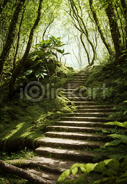 사람없음 JPG 편집이미지 계단 길 나무 숲 숲길 야외 이끼 자연 주간 초록색 풍경(경치)
