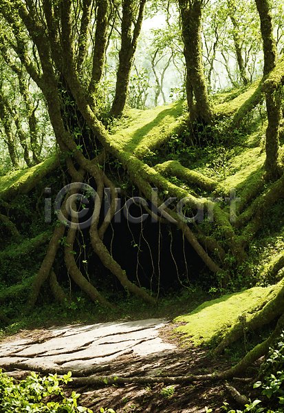 사람없음 JPG 편집이미지 나무 나무뿌리 동굴 숲 숲길 야외 이끼 자연 주간 초록색 풍경(경치)