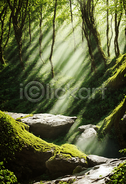 사람없음 JPG 편집이미지 나무 숲 숲길 야외 이끼 자연 주간 초록색 풍경(경치) 햇빛