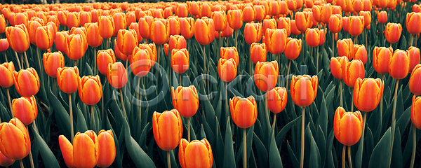 사람없음 JPG 디지털합성 편집이미지 꽃 꽃밭 야외 자연 주황색 튤립 편집소스 풍경(경치) 하늘