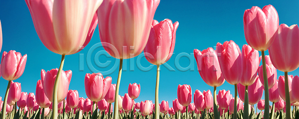 사람없음 JPG 디지털합성 편집이미지 꽃 꽃밭 분홍색 야외 자연 튤립 편집소스 풍경(경치) 하늘