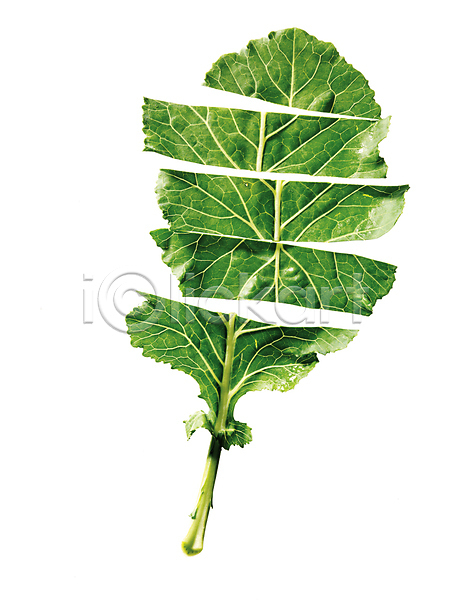 사람없음 JPG 포토 누끼 배추 스튜디오촬영 슬라이스 식재료 쌈채소 잎 초록색