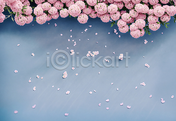 사람없음 JPG 디지털합성 편집이미지 꽃 꽃잎 백그라운드 분홍색 카피스페이스 파란색 편집소스