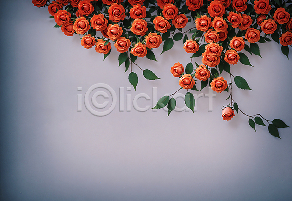 사람없음 JPG 디지털합성 편집이미지 꽃 나뭇잎 백그라운드 빨간색 장미 카피스페이스 편집소스