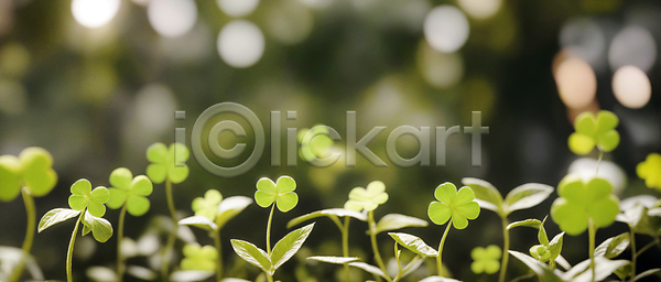 사람없음 JPG 편집이미지 네잎클로버 보케 블러효과 야외 잎 자연 주간 초록색 토끼풀 풀잎