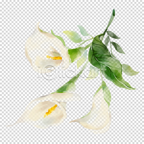 사람없음 PNG 편집이미지 누끼 번짐 붓터치 수채화(물감) 잎 카라 흰색
