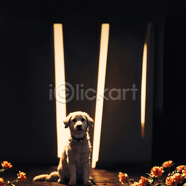 사람없음 JPG 디지털합성 편집이미지 강아지 개 꽃 동물 빛 앉기 편집소스 한마리