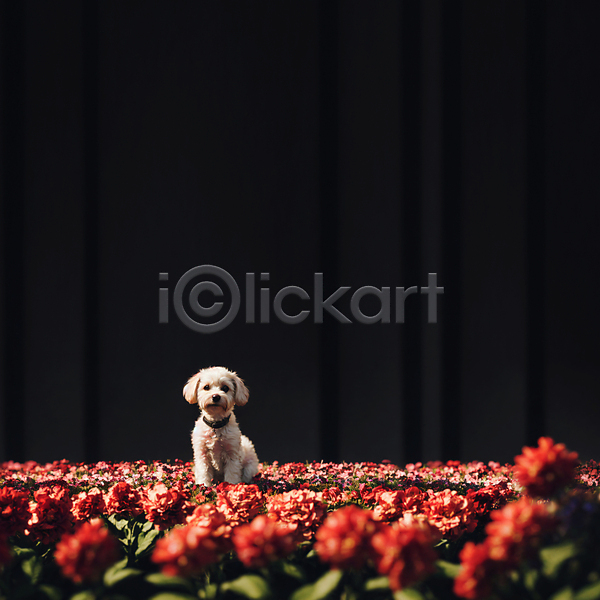 사람없음 JPG 디지털합성 편집이미지 강아지 개 꽃 꽃밭 동물 앉기 편집소스 한마리