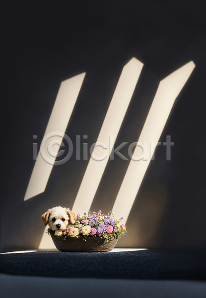 사람없음 JPG 디지털합성 편집이미지 강아지 개 그림자 꽃 꽃바구니 동물 빛 편집소스 한마리