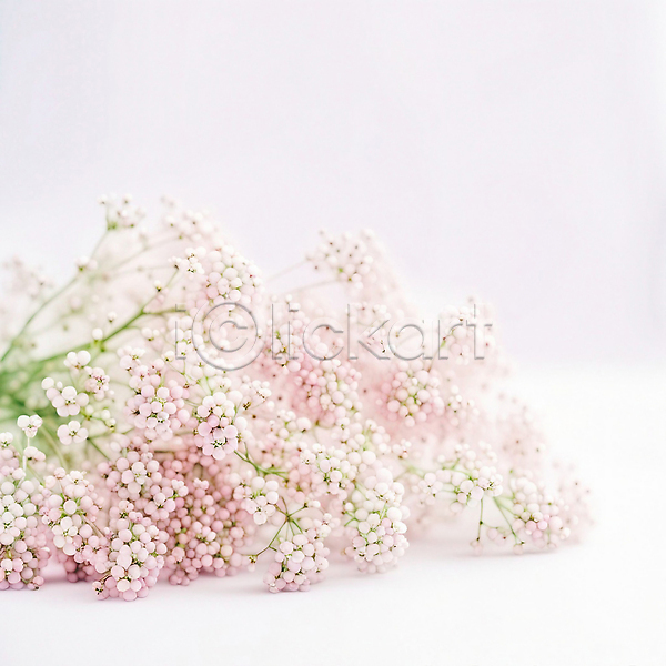 사람없음 JPG 디지털합성 편집이미지 꽃 꽃다발 백그라운드 봄 분홍색 여름(계절)