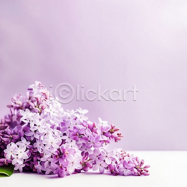 사람없음 JPG 디지털합성 편집이미지 꽃 라일락 백그라운드 보라색 봄 여름(계절)