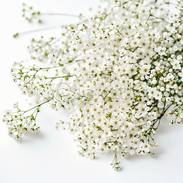 사람없음 JPG 디지털합성 편집이미지 꽃 꽃다발 백그라운드 봄 안개꽃 여름(계절) 흰색