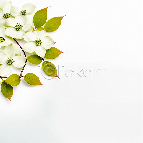 사람없음 JPG 디지털합성 편집이미지 꽃 백그라운드 봄 수국 여름(계절) 잎 흰색