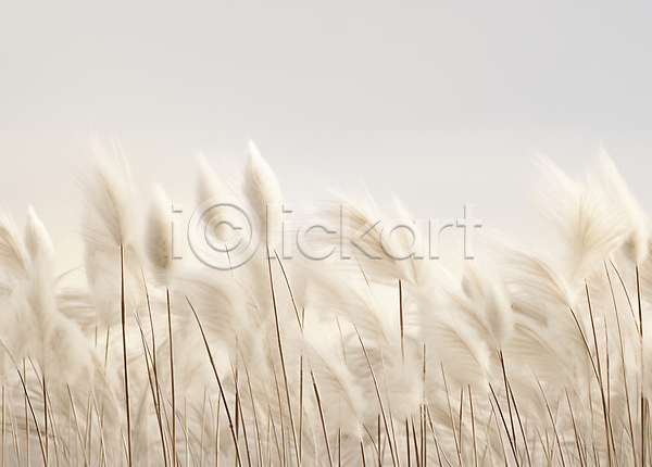 사람없음 JPG 편집이미지 가을(계절) 백그라운드 자연 팜파스그라스 풍경(경치) 흰색