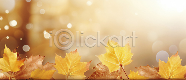 사람없음 JPG 편집이미지 가을(계절) 가을풍경 단풍 백그라운드 보케 블러 자연