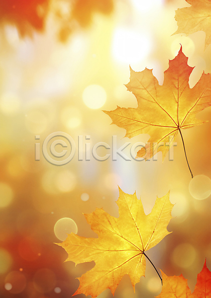 사람없음 JPG 편집이미지 가을(계절) 가을풍경 단풍 반짝임 백그라운드 보케 블러 자연 주황색