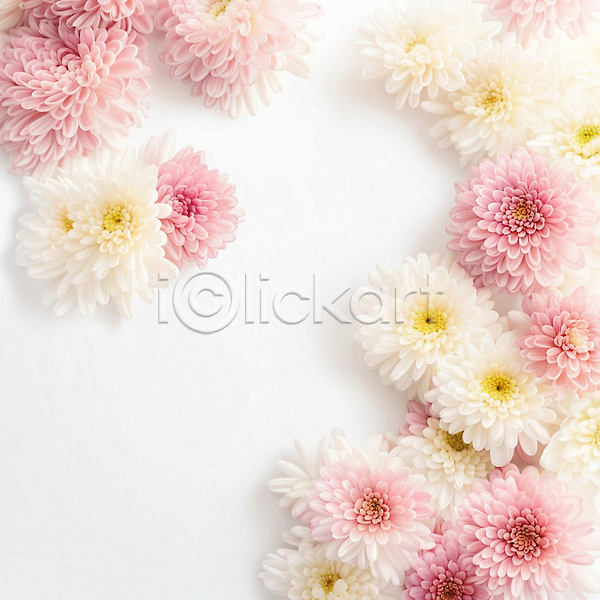 사람없음 JPG 편집이미지 국화 꽃 꽃잎 백그라운드 분홍색 흰색