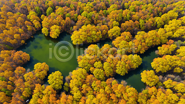 사람없음 JPG 편집이미지 가을(계절) 가을풍경 낙엽 단풍 단풍나무 맑음 숲 자연 주간 풍경(경치)