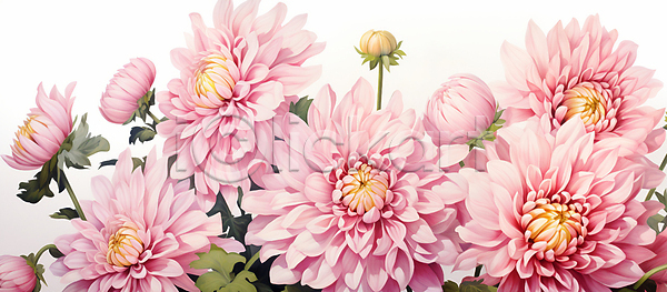 사람없음 JPG 일러스트 국화 그림 꽃 꽃봉오리 백그라운드 분홍색 페인팅
