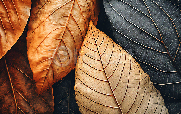 건조 사람없음 JPG 편집이미지 가을(계절) 갈색 나뭇잎 낙엽 백그라운드