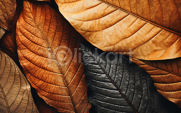 건조 사람없음 JPG 편집이미지 가을(계절) 갈색 나뭇잎 낙엽 백그라운드