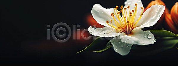 사람없음 JPG 편집이미지 꽃 물방울 배너 백그라운드 벚꽃 와이드컷 자연 카피스페이스 흰색