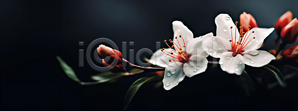 사람없음 JPG 편집이미지 꽃 꽃봉오리 물방울 배너 백그라운드 벚꽃 와이드컷 자연 흰색