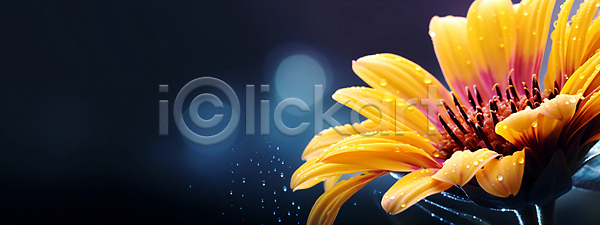 사람없음 JPG 편집이미지 거베라 꽃 노란색 물방울 배너 백그라운드 와이드컷 자연 카피스페이스