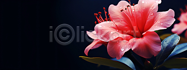 사람없음 JPG 편집이미지 꽃 물방울 배너 백그라운드 분홍색 와이드컷 잎 자연 카피스페이스 히비스커스