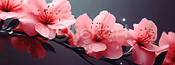 사람없음 JPG 편집이미지 꽃 물방울 배너 백그라운드 벚꽃 분홍색 와이드컷 자연