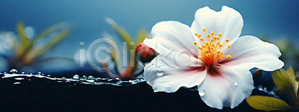 사람없음 JPG 편집이미지 꽃 물방울 배너 백그라운드 벚꽃 와이드컷 잎 자연 흰색